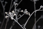 winter, frost, chill