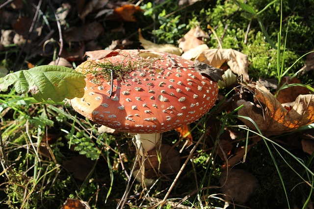 Free Autumn Mushroom photo and picture