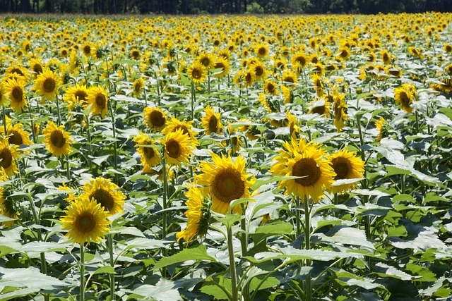 Free Sunflower Flower photo and picture