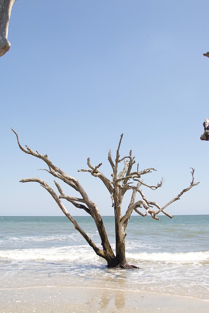 Free Beach Edisto photo and picture