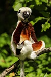 lemur, coquerel's sifaka, sifaka