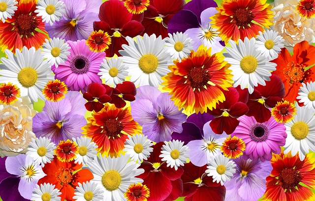 Free blossoms flower multicoloured illustration