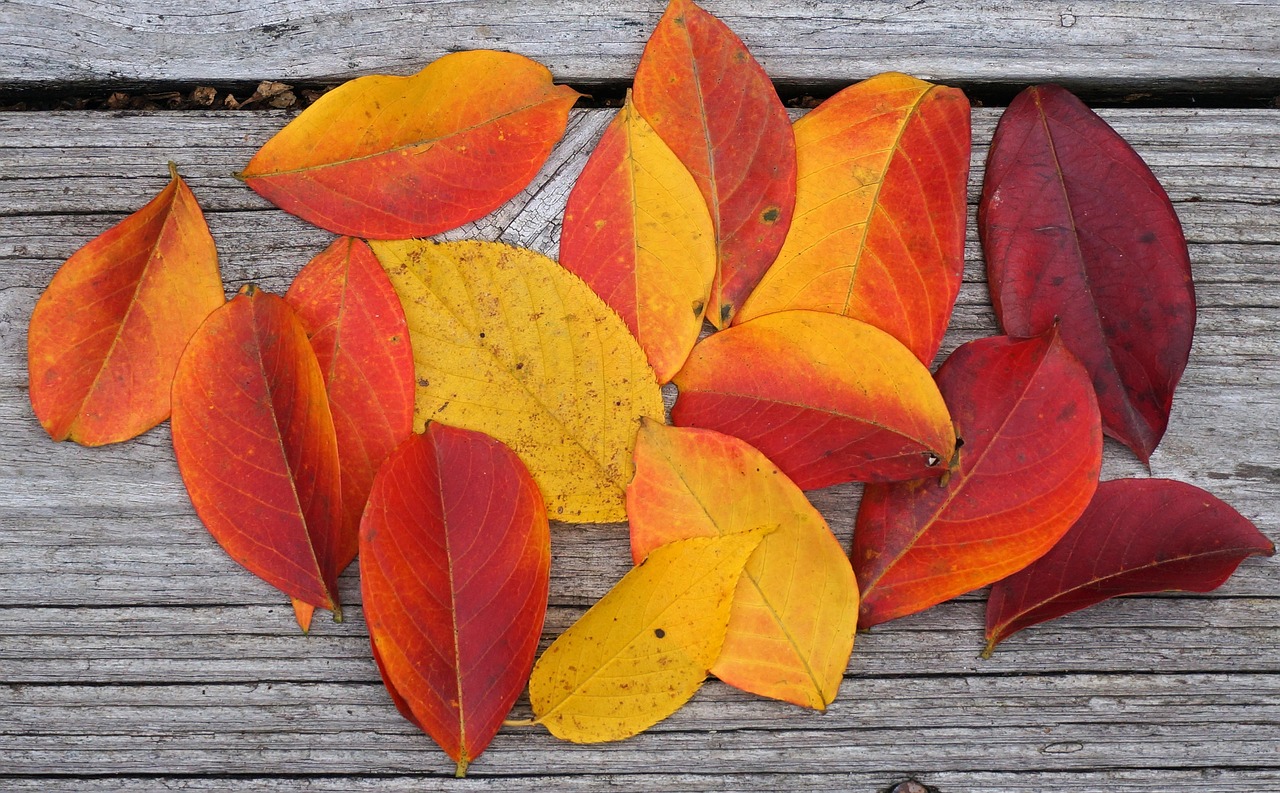 autumn palette, crepe myrtle leaves, crepe myrtle, leaves, plant, nature, autumn, fall, red, orange, yellow, colorful