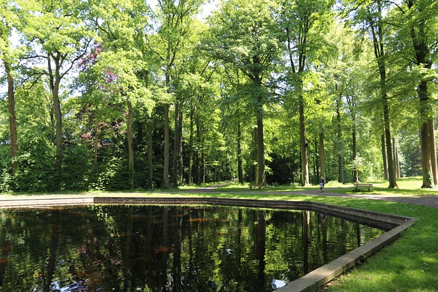 Free Nature Forest photo and picture