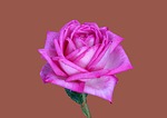 floribunda, rosengarten bad kissingen, rose city bad kissingen