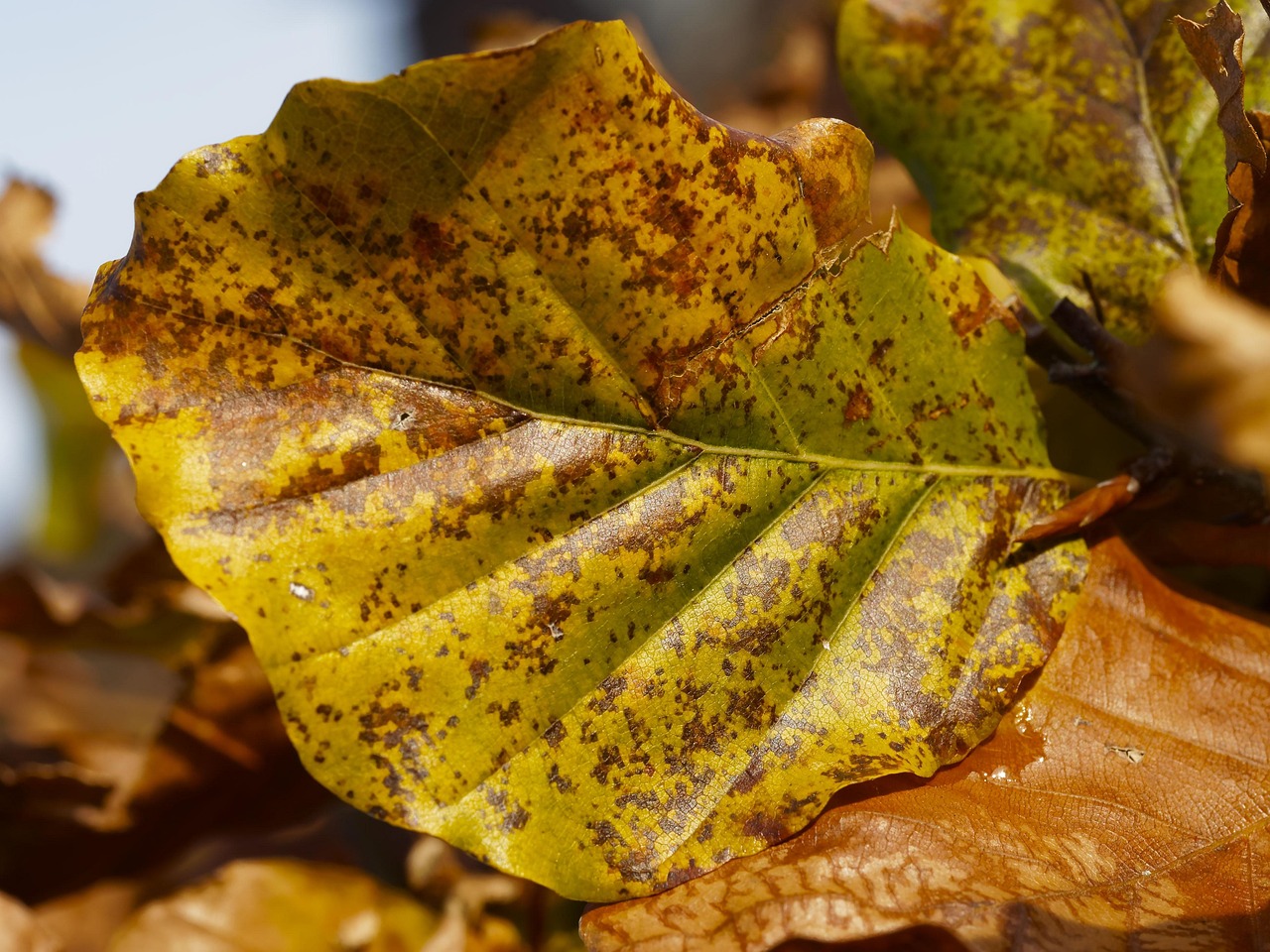 Autumn Colors Leaves Fall - Free photo on Pixabay - Pixabay