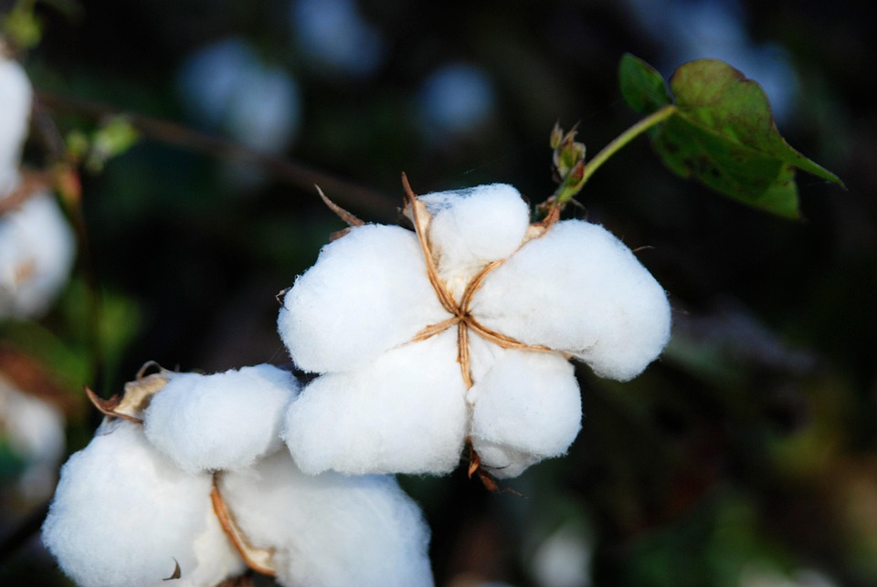 Cotton Fields Snow Free Photo On Pixabay