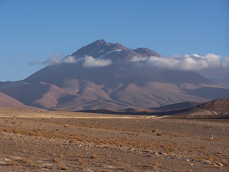 Free Llullaillaco Vicuna photo and picture