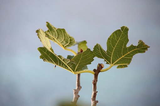 Free Fig Tree Leaf photo and picture