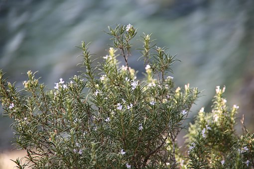 Free Rosemary Plant photo and picture