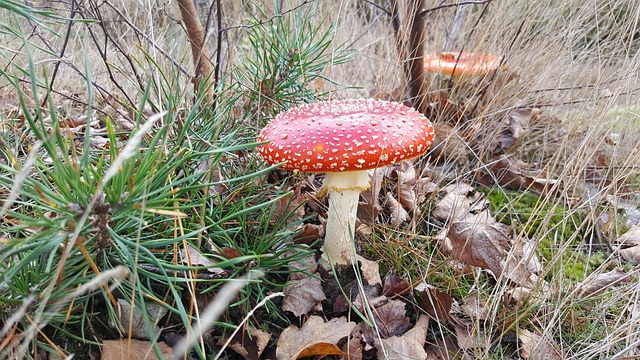 Free Autumn Mushroom photo and picture