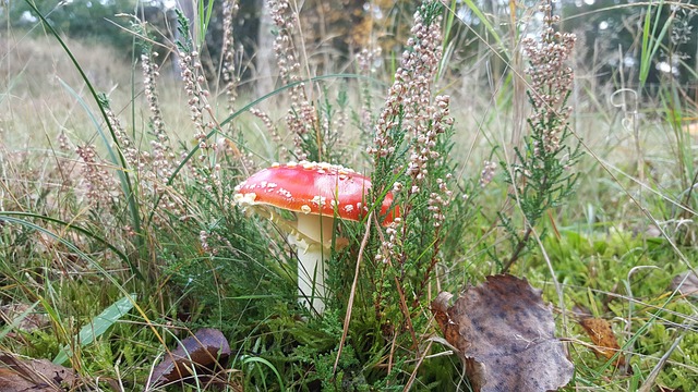 Free Mushroom Red With White Dots photo and picture