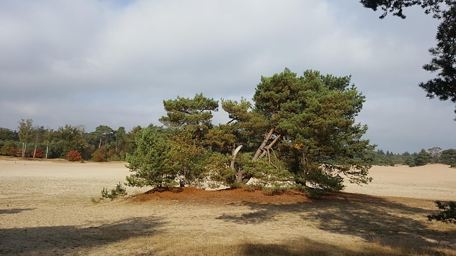 Free Dune Sand photo and picture