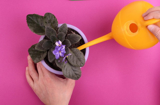 Free Plant Care photo and picture