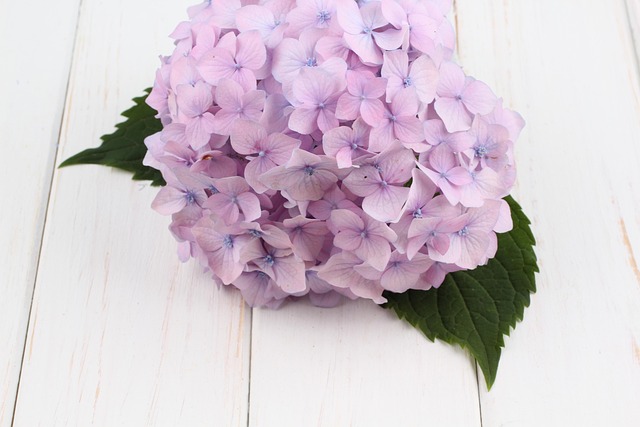 Free Hydrangea Flower photo and picture