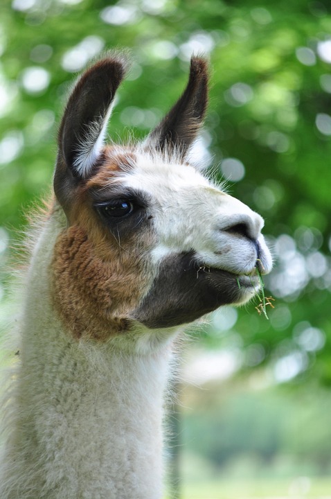 Llama Senyum Hewan Foto Gratis Di Pixabay
