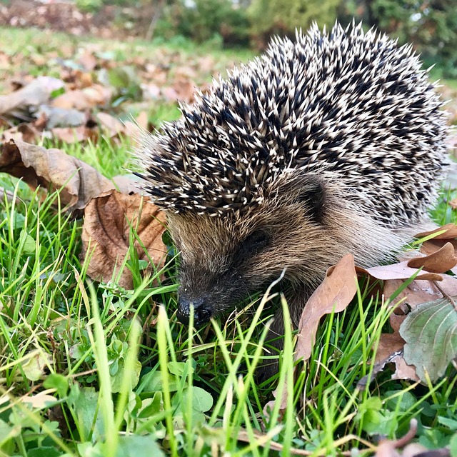 Animal, Naturaleza, Fauna Silvestre