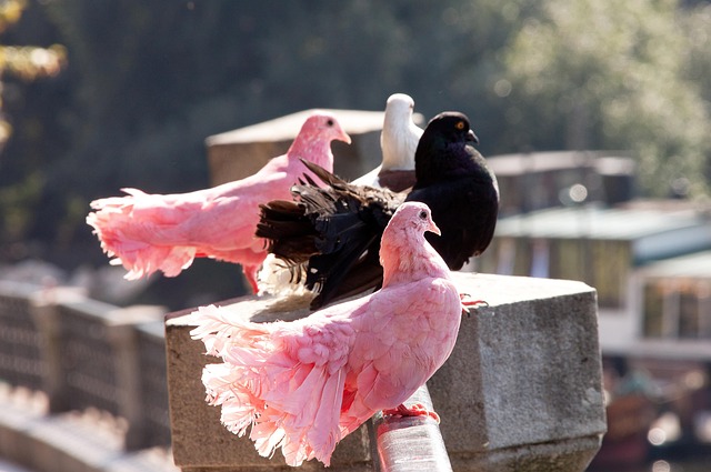 Free Pigeons Birds photo and picture