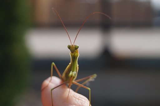 Free Praying Mantis Bug photo and picture