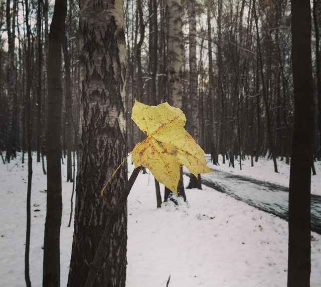 Free Winter Autumn photo and picture