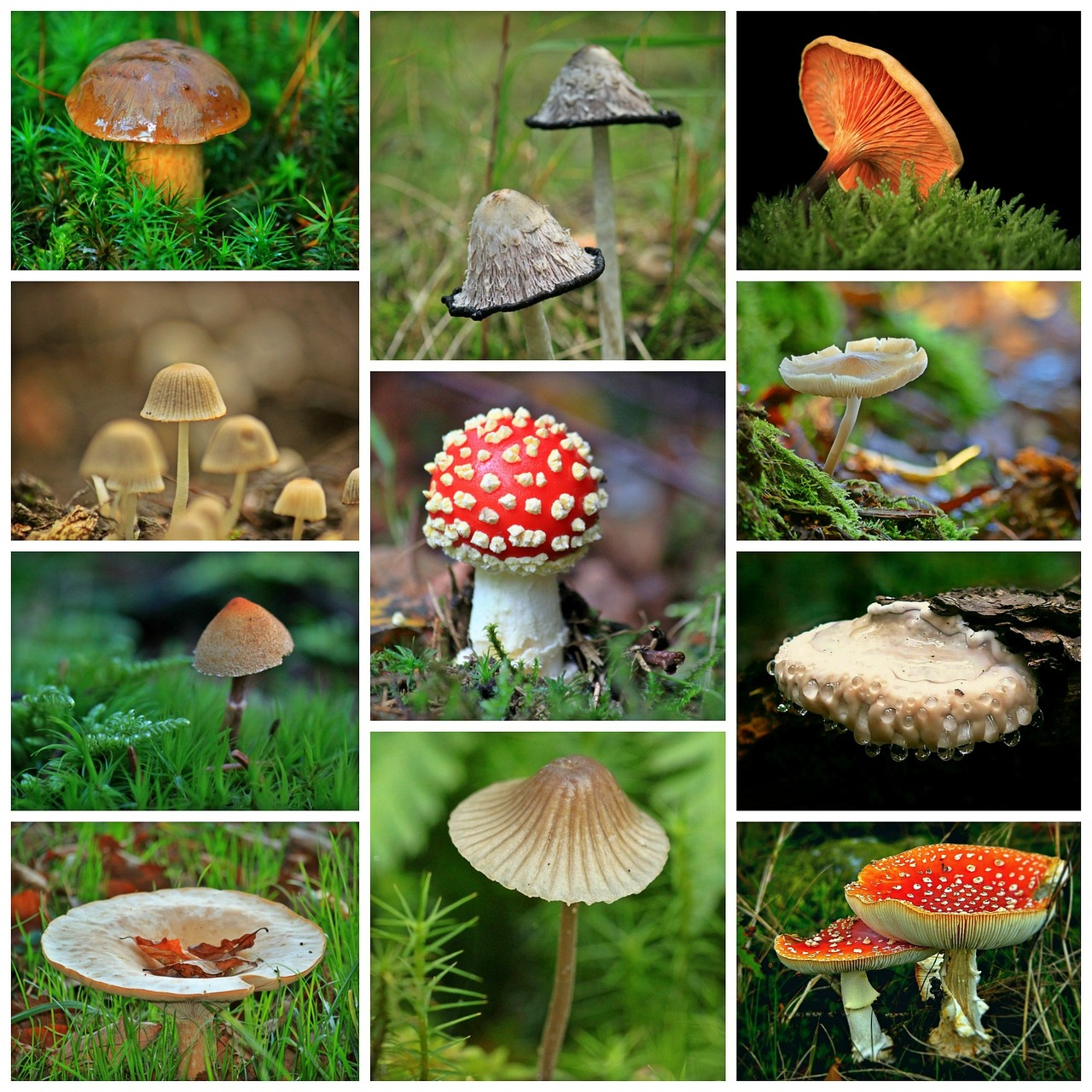 Mushrooms Collage Fall Free photo on Pixabay Pixabay
