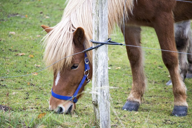 Hest, Græsgange, Kobling, Græsse, Eng