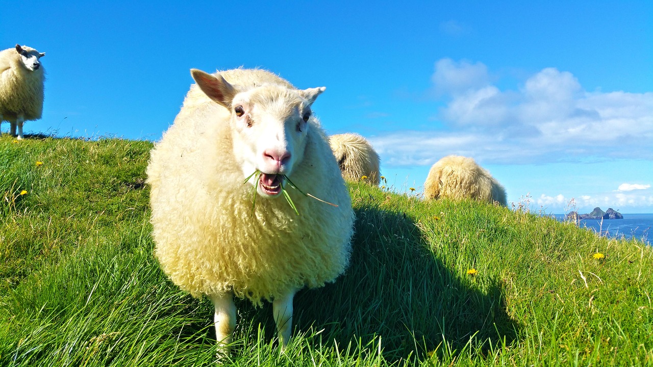 Le Mouton Islande Gazon Photo Gratuite Sur Pixabay Pixabay