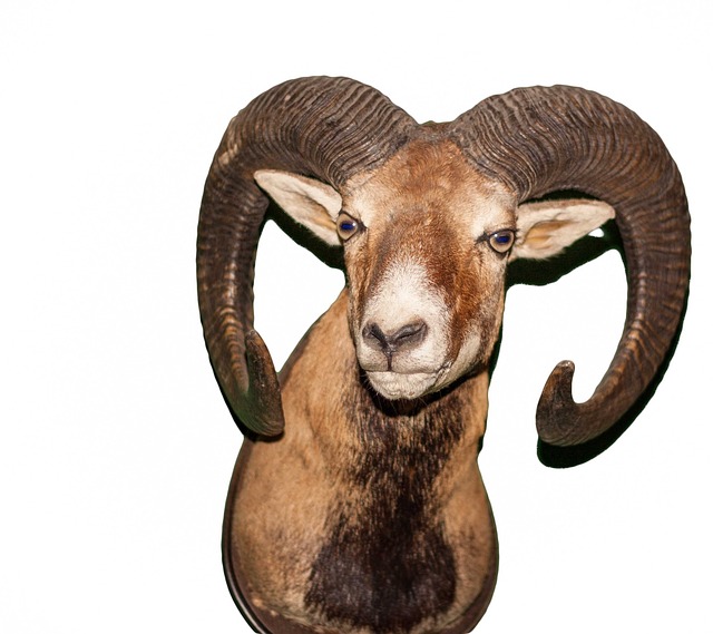 Free Aries Animal photo and picture