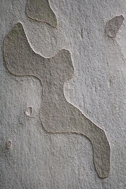 Free Tree Bark photo and picture