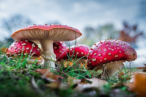 Paddestole, Rød Fluesvamp, Svampe, Skov