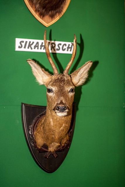 Free Deer Animal photo and picture