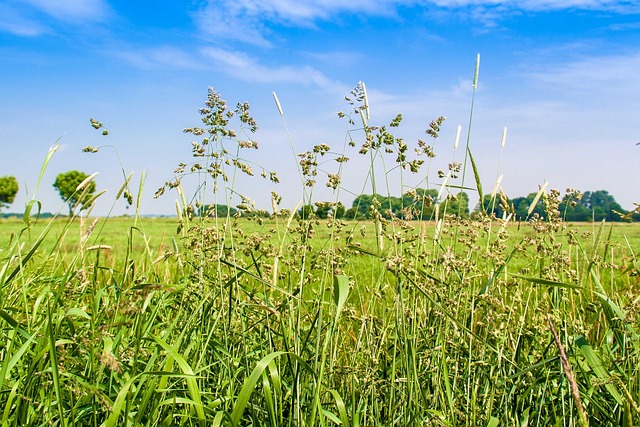 Free Meadow Heaven photo and picture