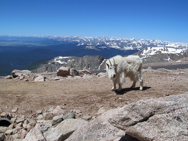 Mt, Evans, Colorado, Ziege, Höhe, Berg