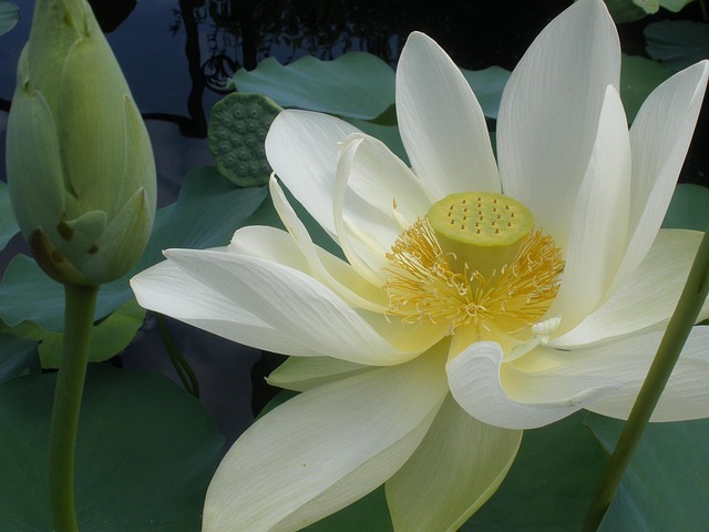 Blume, Botanisch, Botanik, Lilie, Teich