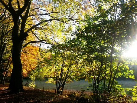 Herbst, Natur, Goldener Herbst, Baum