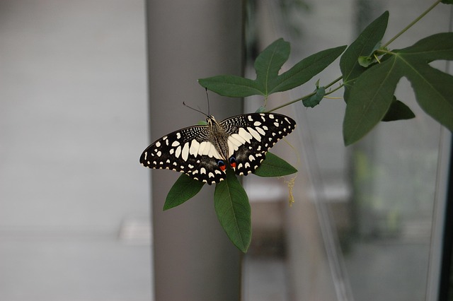 Free Butterfly Nature photo and picture