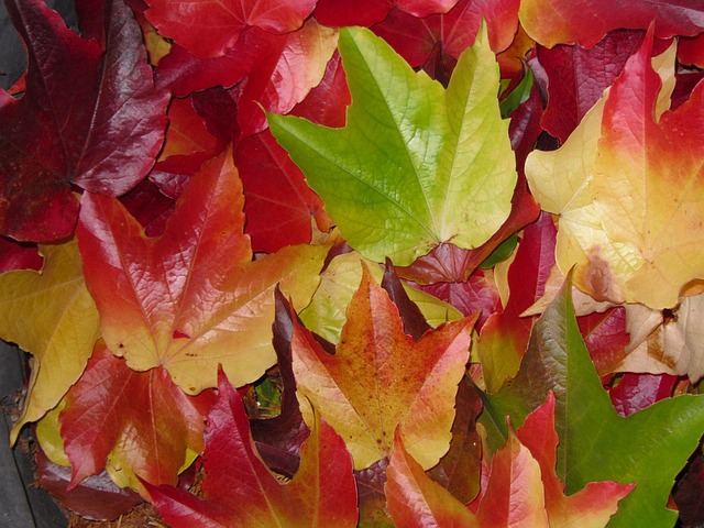 Free Autumn Leaves Maple Leaves photo and picture