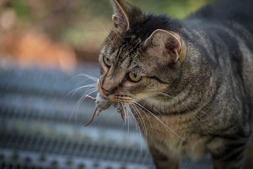Free Cat Mouse photo and picture