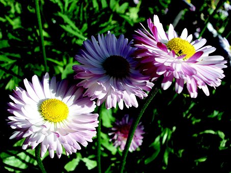 Blomster, Natur, Haven, Planter, Sommer