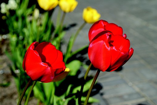 Tulipan, Blomster, Natur, Plante