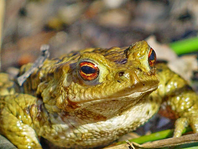 Free Frog Toad photo and picture