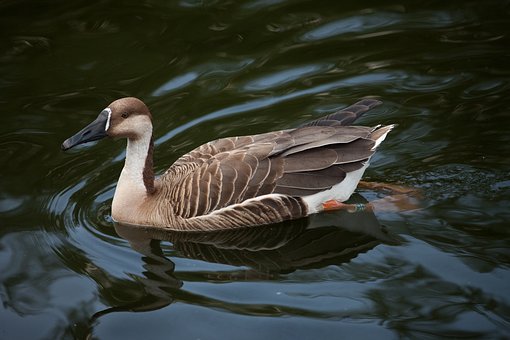 Sukhonos, Anser Cygnoides