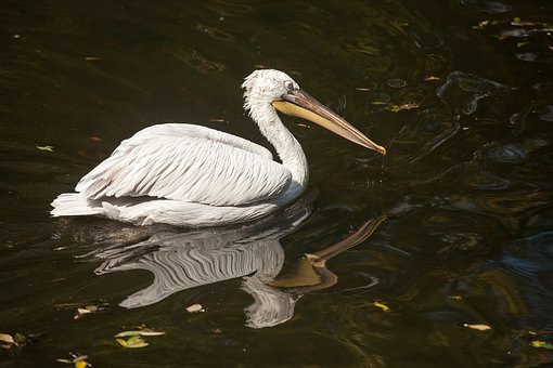 Lockiger Pelikan, Pelecanus Crispus