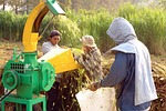 peasant, work, field