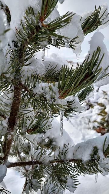 Free Pinus Edulis Pin photo and picture