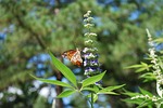butterfly, vitex, chaste