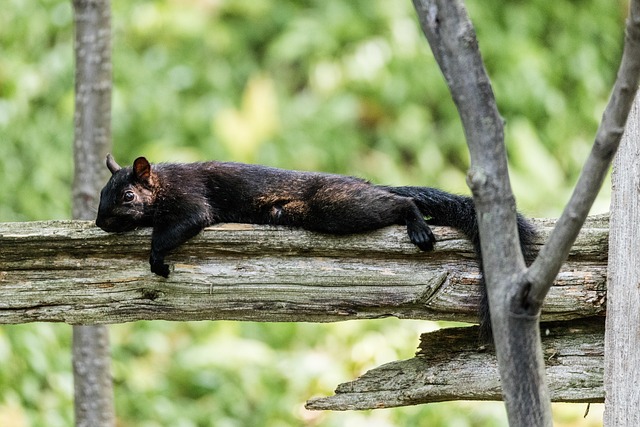 Free Squirrel Animal photo and picture