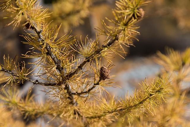 Free Fall Larch photo and picture