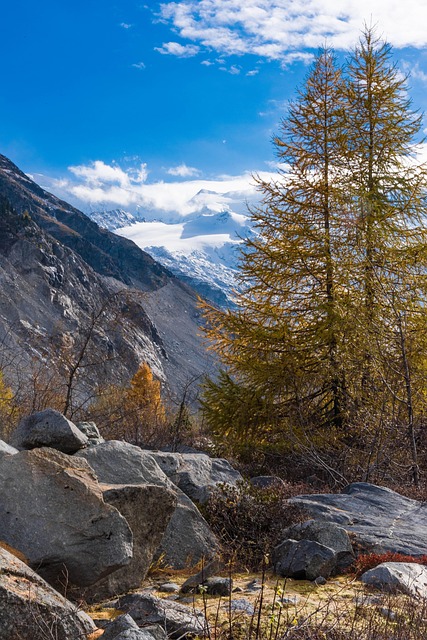 Free Fall Larch photo and picture