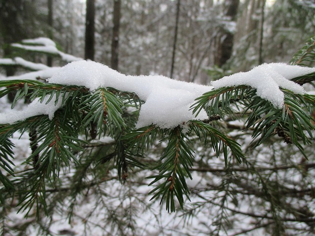 Free Forest First Snow photo and picture